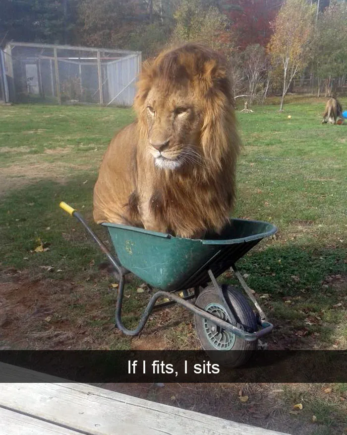50 Funny Animal Snapchats That Will Leave You With The Biggest Smile