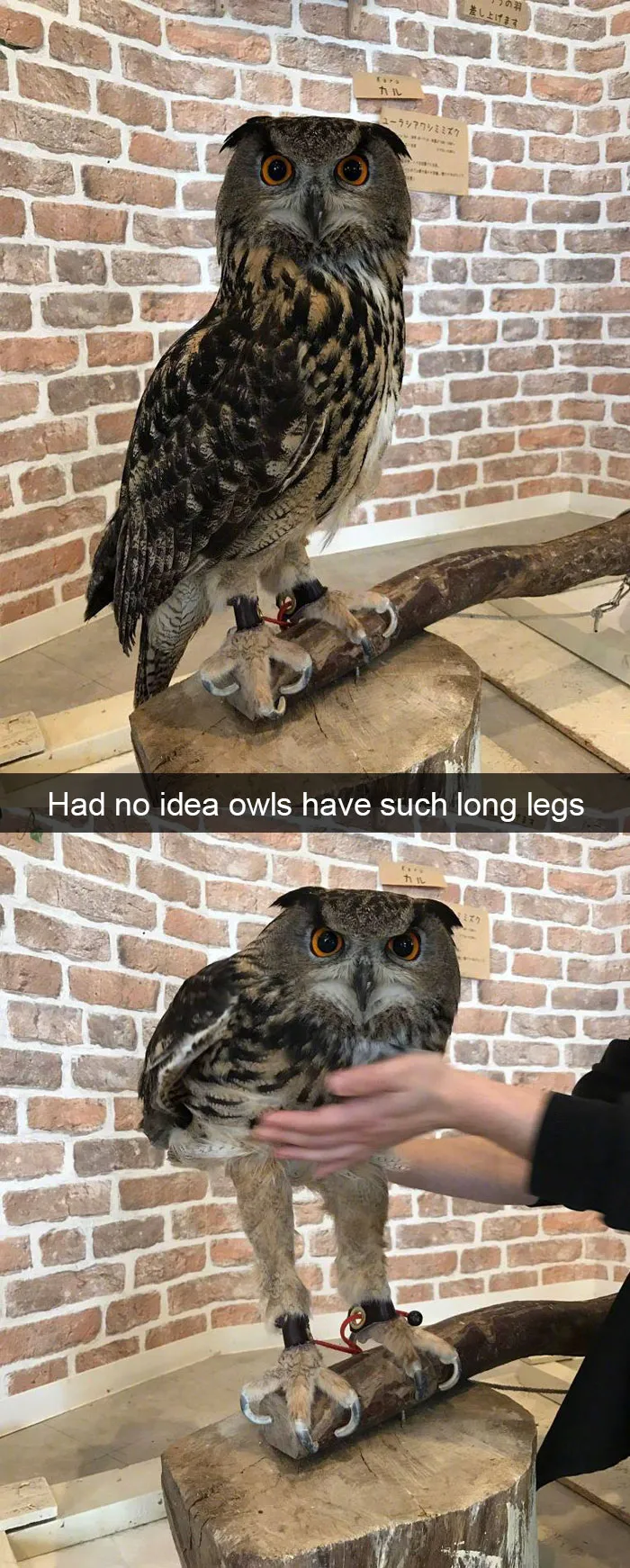 50 Funny Animal Snapchats That Will Leave You With The Biggest Smile