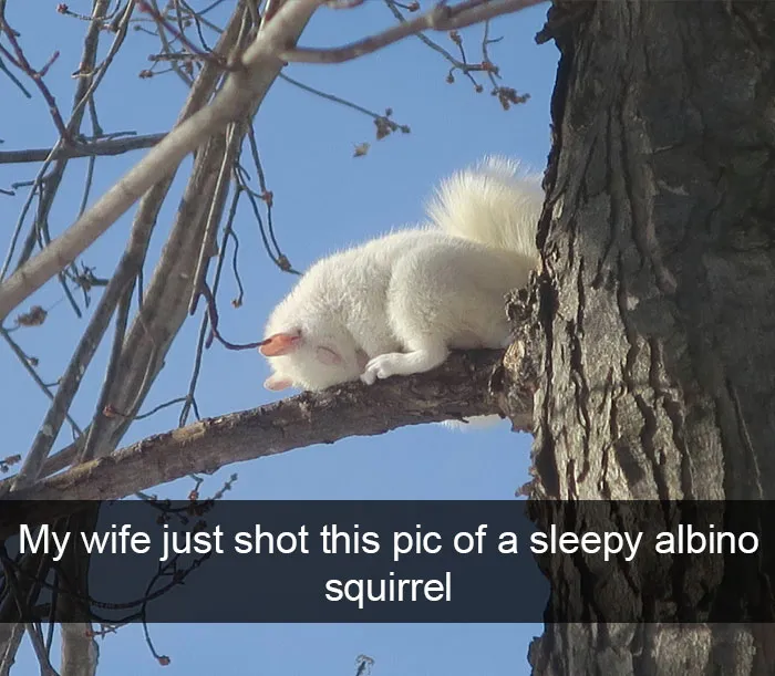 50 Funny Animal Snapchats That Will Leave You With The Biggest Smile