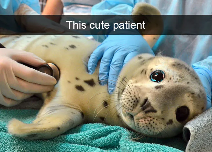 50 Funny Animal Snapchats That Will Leave You With The Biggest Smile