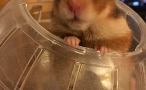 50 Funny Animal Snapchats That Will Leave You With The Biggest Smile