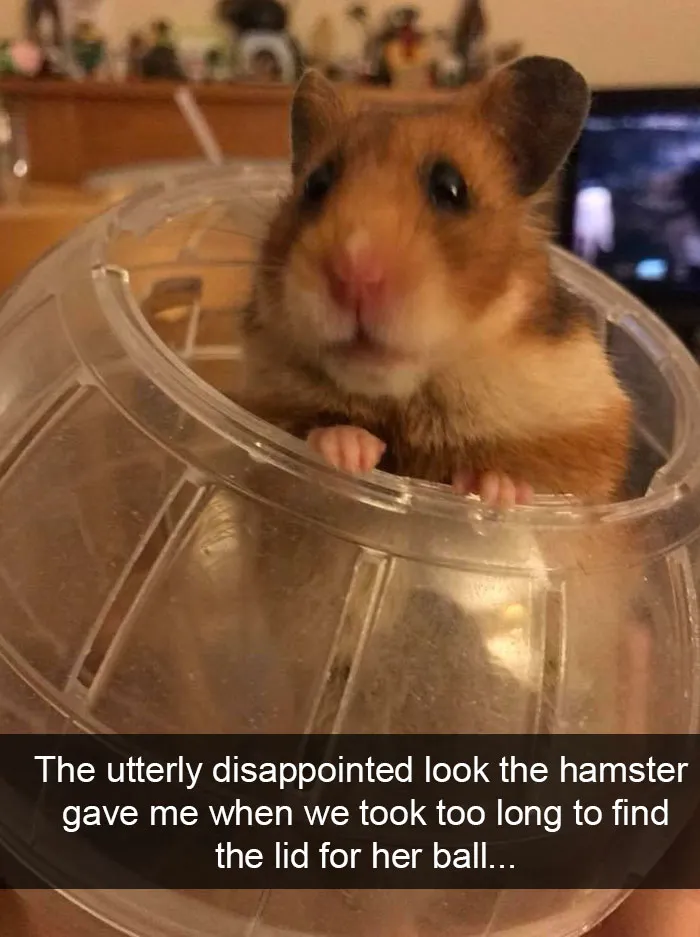 Animal Snaps