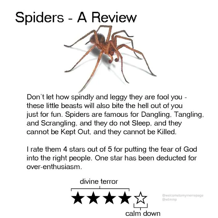 Spiders