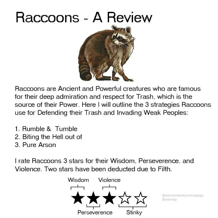 Raccoons