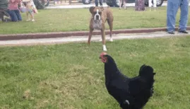 Who Is A Chicken Now?