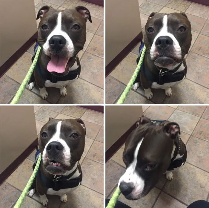 Four photos of a Boxer dog displaying various adorable and funny expressions while sitting on a tile floor.