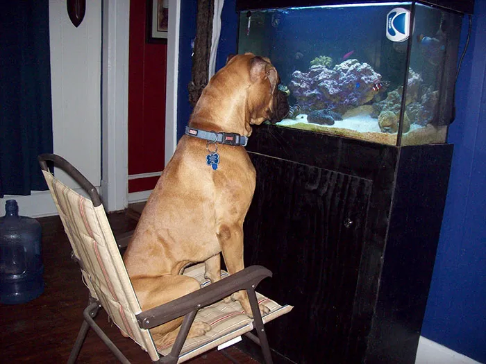 Boxer dog sitting on a chair, curiously watching a fish tank, showcasing its adorable and quirky behavior.
