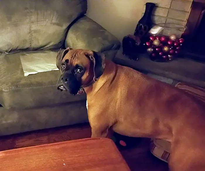 Boxer dog standing near a sofa, looking adorably curious in a cozy living room setting.