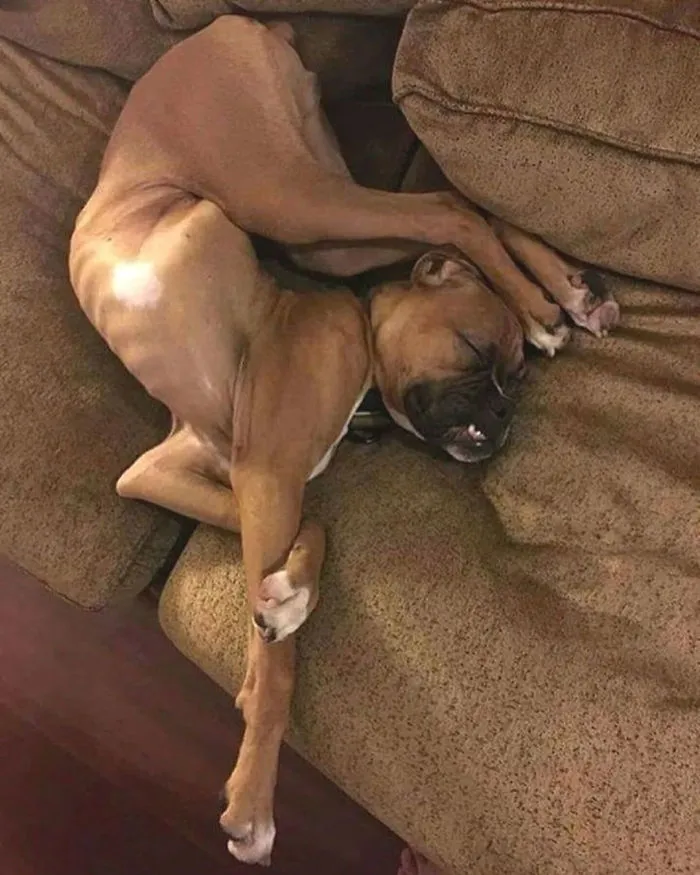 His Parents Were Balloon Animals