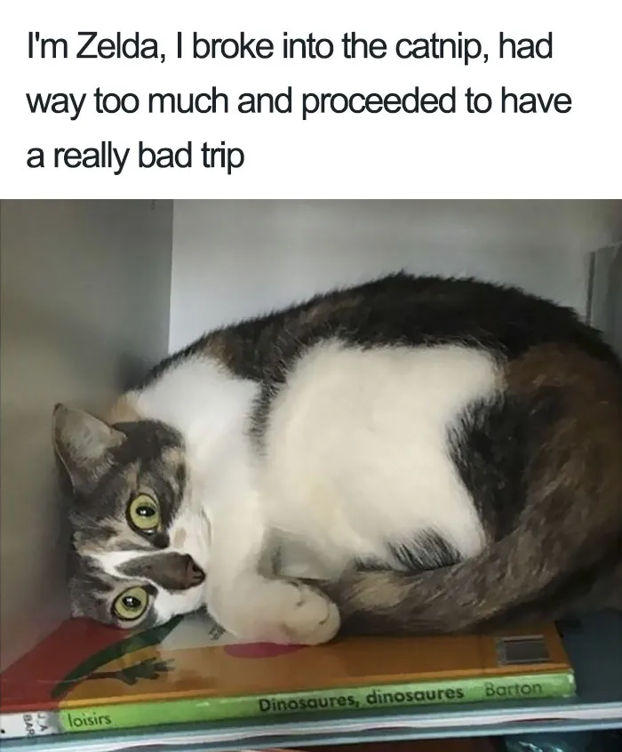 50 Times Asshole Cats Were Publicly Shamed For Their Hilariously Horrible Crimes