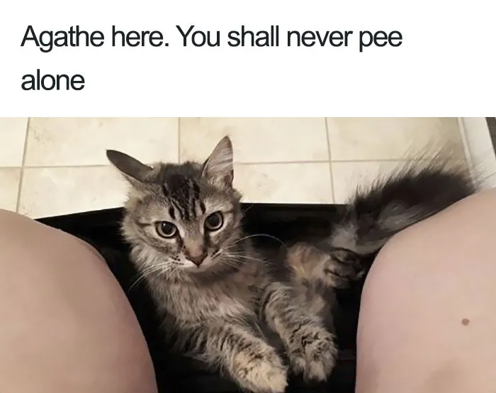 50 Times Asshole Cats Were Publicly Shamed For Their Hilariously Horrible Crimes