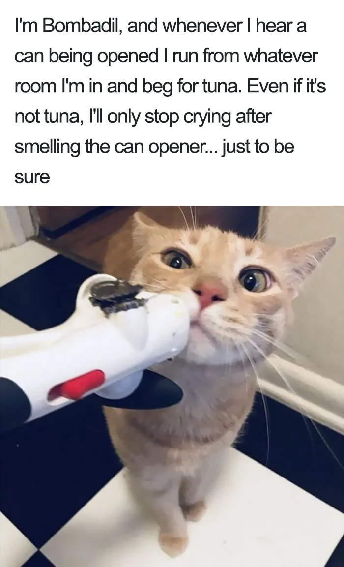 50 Times Asshole Cats Were Publicly Shamed For Their Hilariously Horrible Crimes