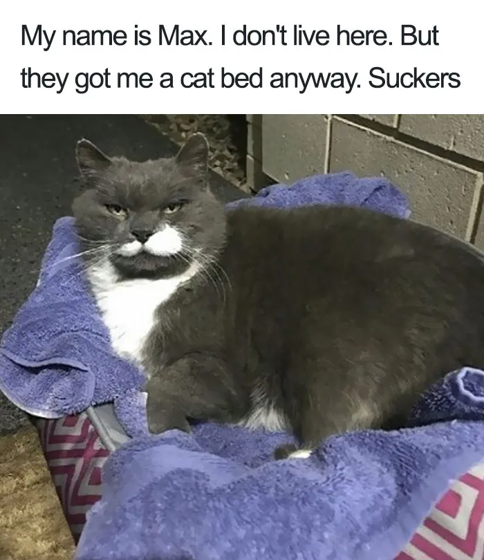 50 Times Asshole Cats Were Publicly Shamed For Their Hilariously Horrible Crimes