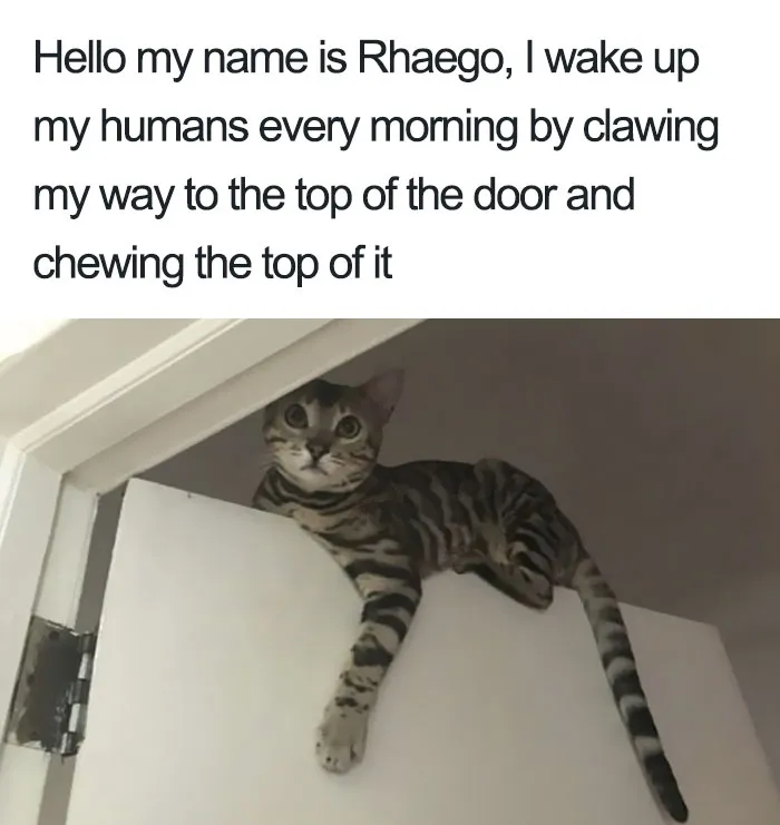 50 Times Asshole Cats Were Publicly Shamed For Their Hilariously Horrible Crimes