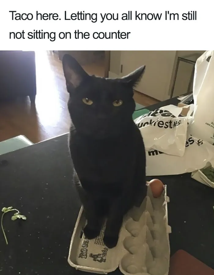 50 Times Asshole Cats Were Publicly Shamed For Their Hilariously Horrible Crimes
