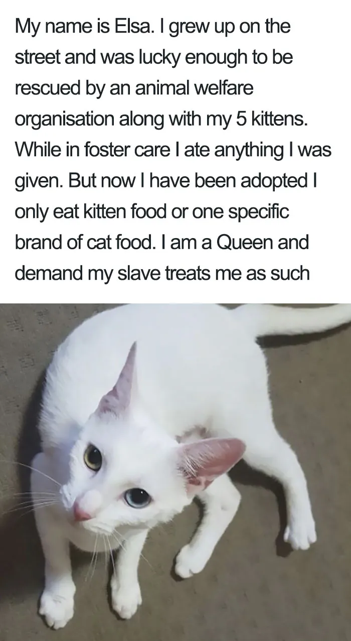 50 Times Asshole Cats Were Publicly Shamed For Their Hilariously Horrible Crimes