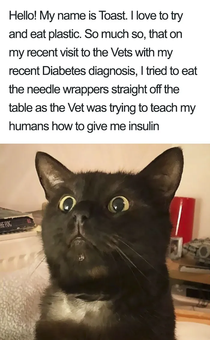 50 Times Asshole Cats Were Publicly Shamed For Their Hilariously Horrible Crimes