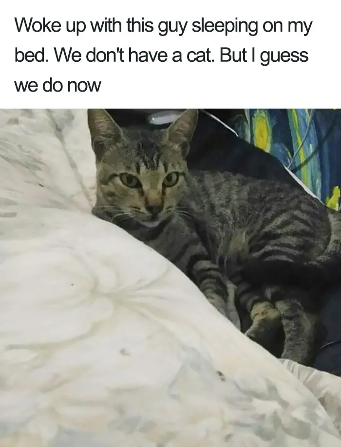 50 Times Asshole Cats Were Publicly Shamed For Their Hilariously Horrible Crimes