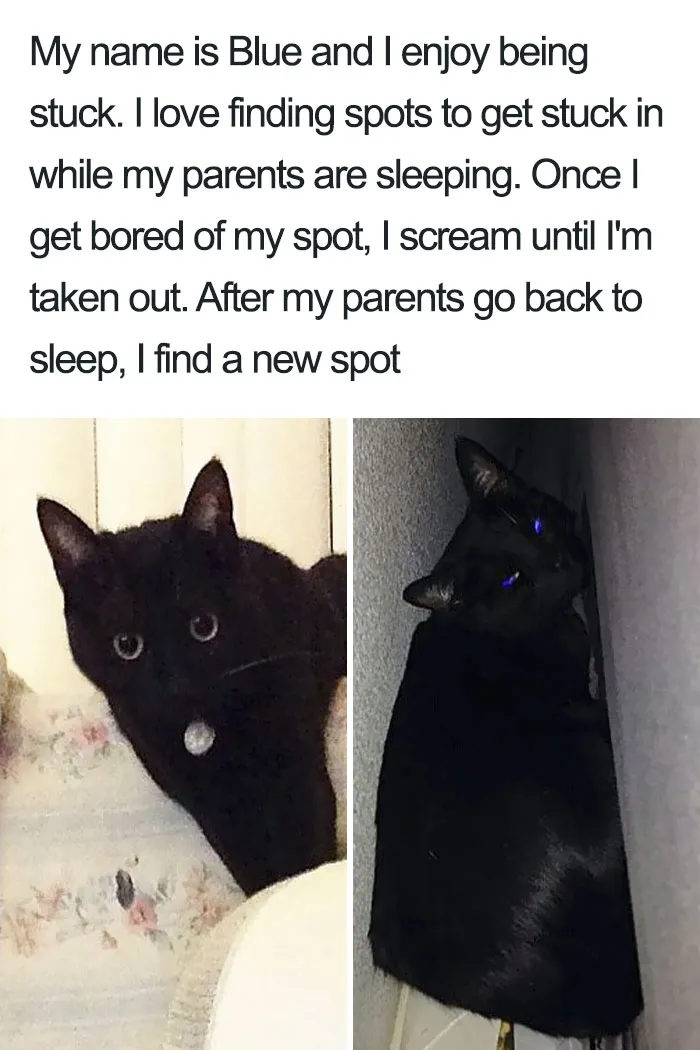 50 Times Asshole Cats Were Publicly Shamed For Their Hilariously Horrible Crimes