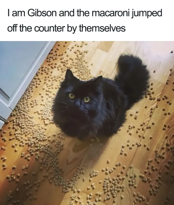 50 Times Asshole Cats Were Publicly Shamed For Their Hilariously Horrible Crimes