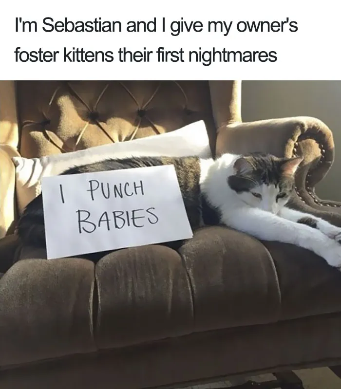 50 Times Asshole Cats Were Publicly Shamed For Their Hilariously Horrible Crimes
