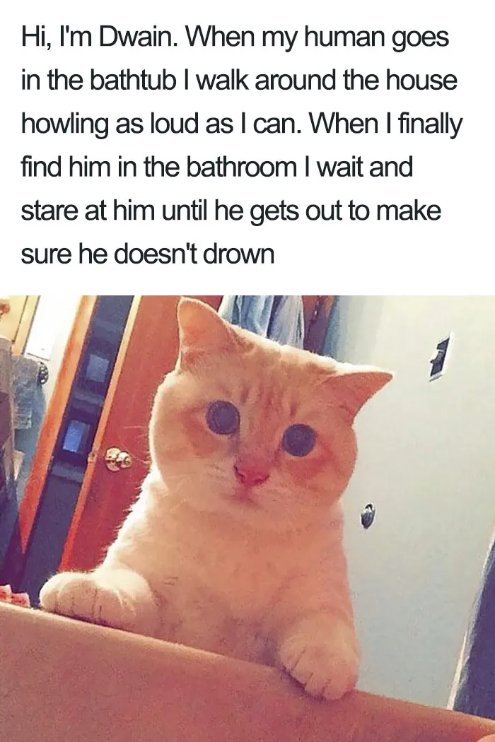 50 Times Asshole Cats Were Publicly Shamed For Their Hilariously Horrible Crimes