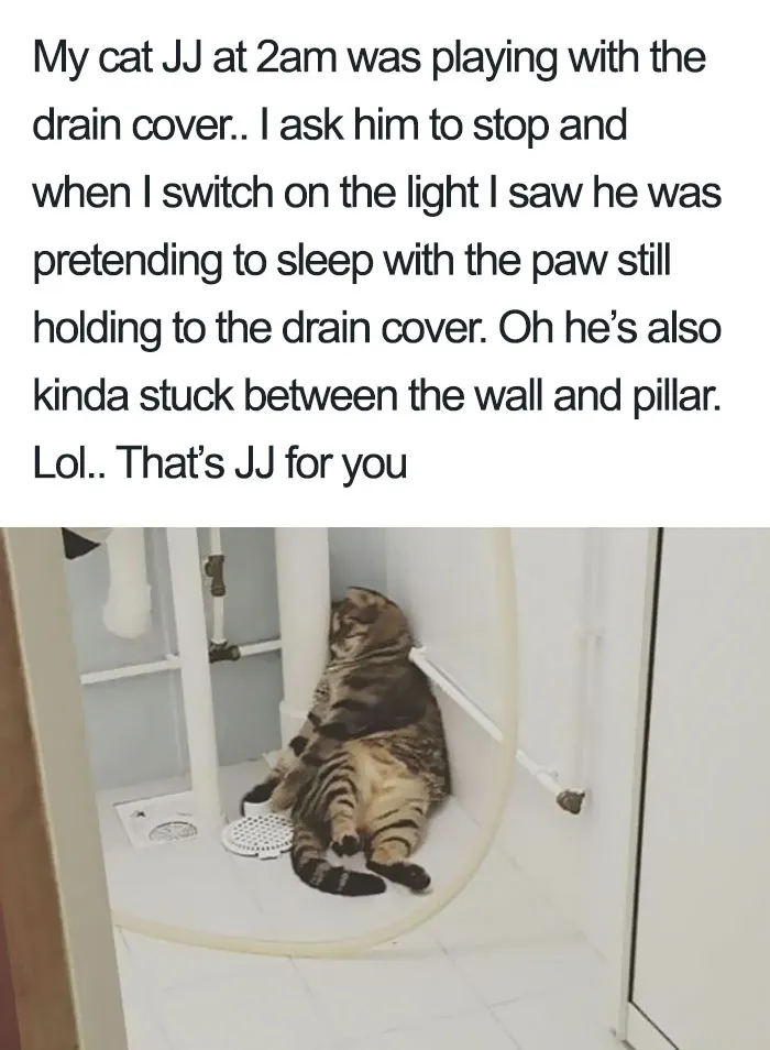 50 Times Asshole Cats Were Publicly Shamed For Their Hilariously Horrible Crimes