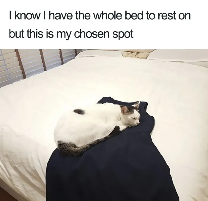 50 Times Asshole Cats Were Publicly Shamed For Their Hilariously Horrible Crimes