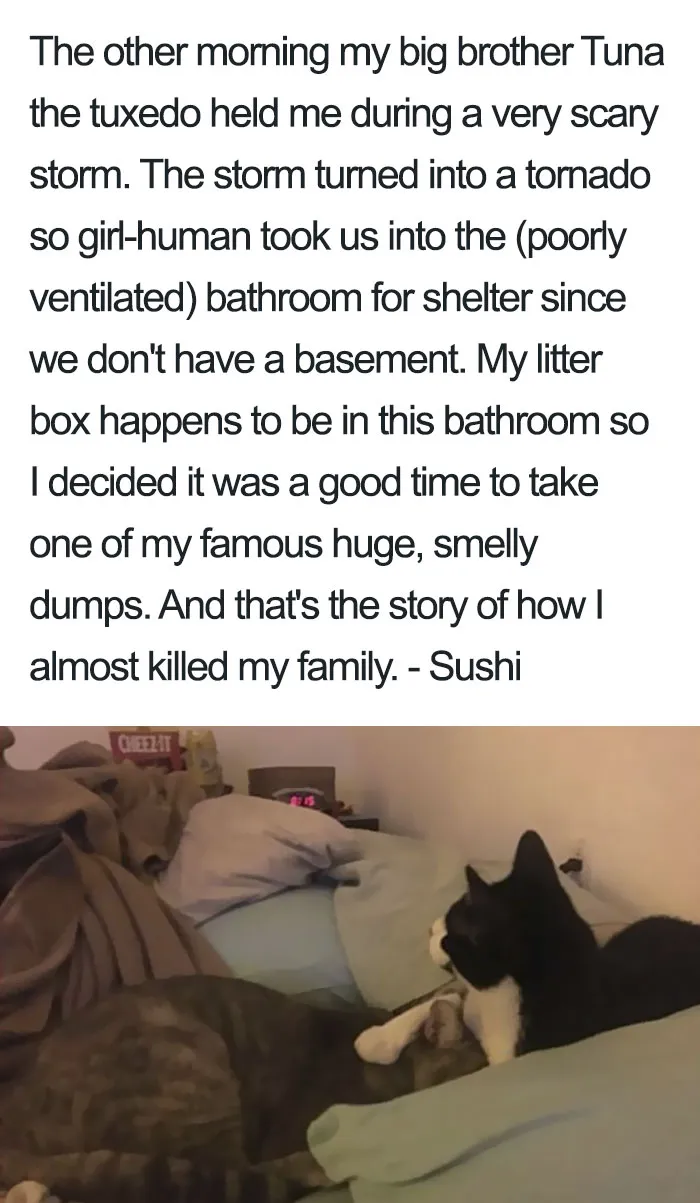 50 Times Asshole Cats Were Publicly Shamed For Their Hilariously Horrible Crimes