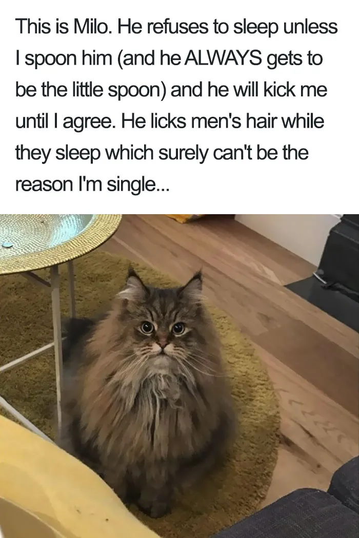 50 Times Asshole Cats Were Publicly Shamed For Their Hilariously Horrible Crimes