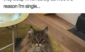 50 Times Asshole Cats Were Publicly Shamed For Their Hilariously Horrible Crimes