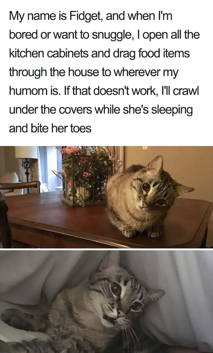 50 Times Asshole Cats Were Publicly Shamed For Their Hilariously Horrible Crimes