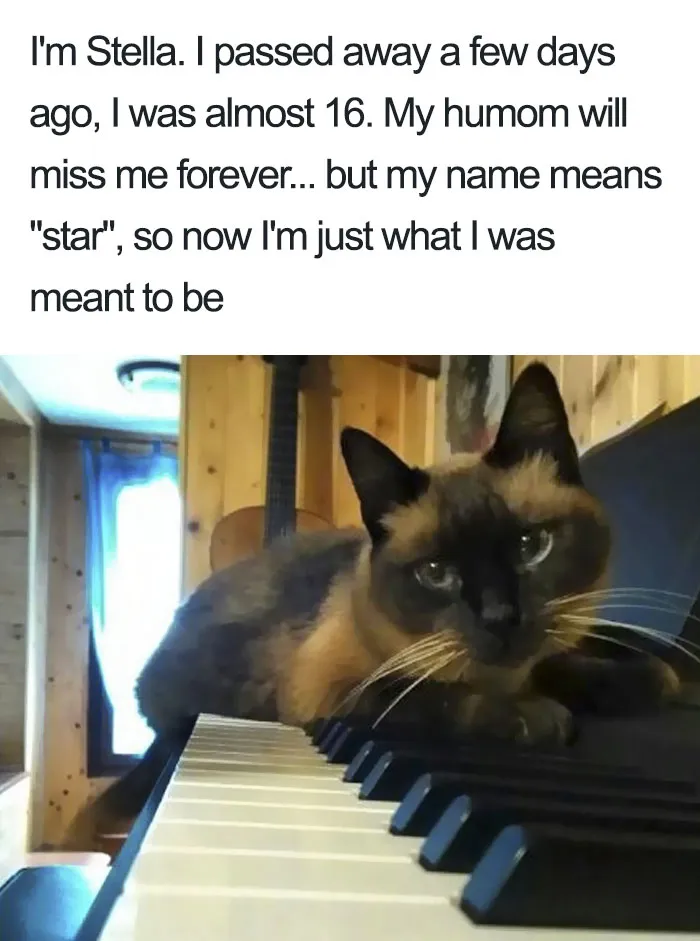 50 Times Asshole Cats Were Publicly Shamed For Their Hilariously Horrible Crimes