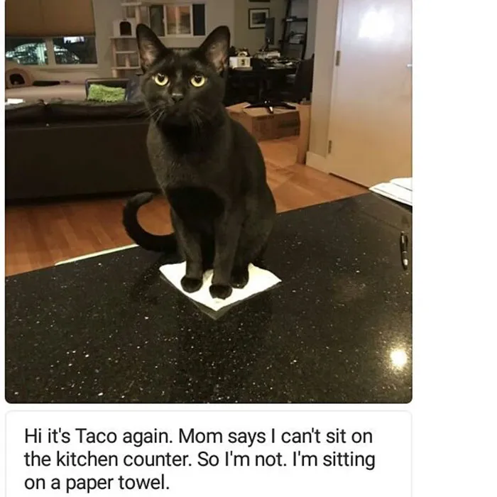 50 Times Asshole Cats Were Publicly Shamed For Their Hilariously Horrible Crimes