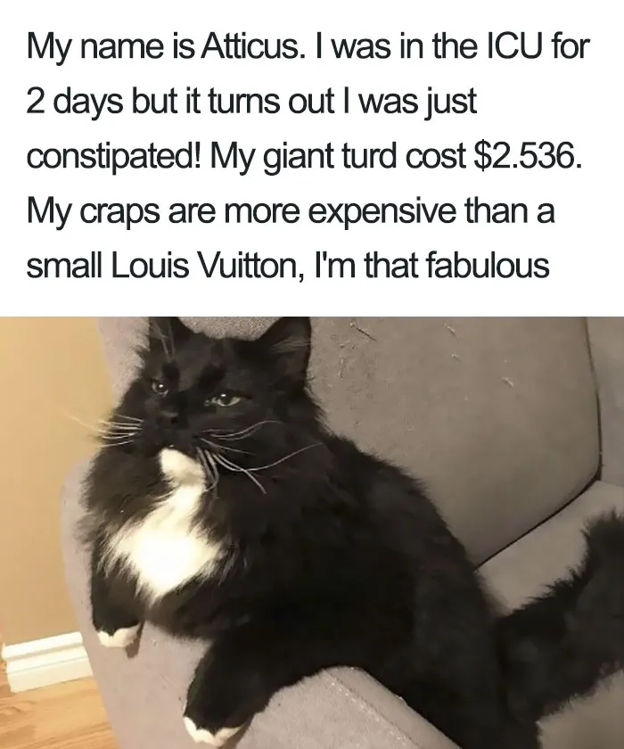 50 Times Asshole Cats Were Publicly Shamed For Their Hilariously Horrible Crimes