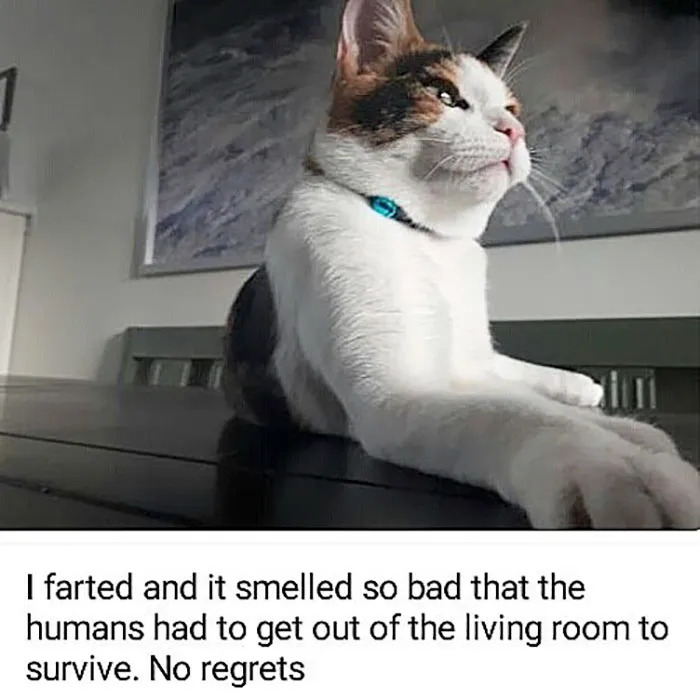 50 Times Asshole Cats Were Publicly Shamed For Their Hilariously Horrible Crimes