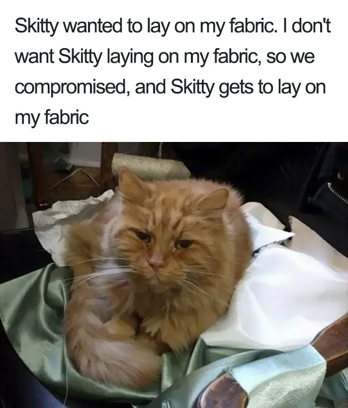 50 Times Asshole Cats Were Publicly Shamed For Their Hilariously Horrible Crimes