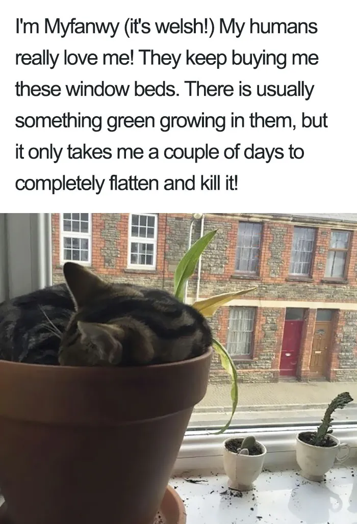 50 Times Asshole Cats Were Publicly Shamed For Their Hilariously Horrible Crimes
