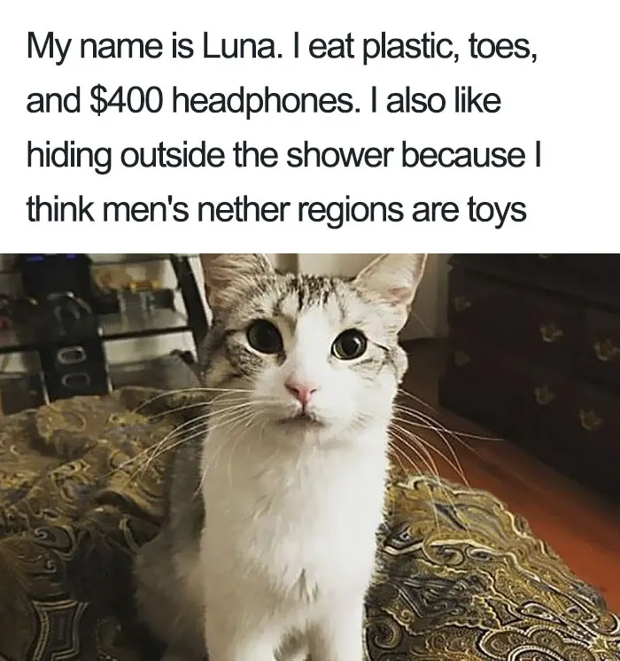 50 Times Asshole Cats Were Publicly Shamed For Their Hilariously Horrible Crimes