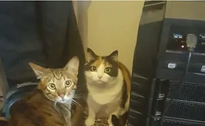 50 Times Asshole Cats Were Publicly Shamed For Their Hilariously Horrible Crimes