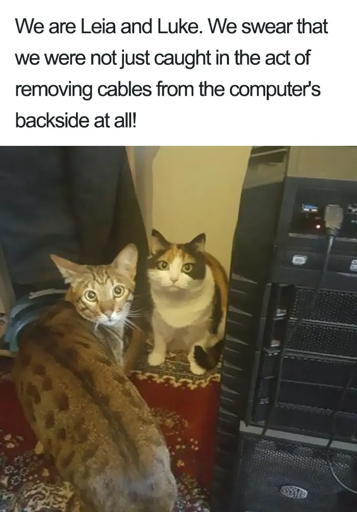 Funny-Cat-Shaming