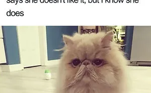 50 Times Asshole Cats Were Publicly Shamed For Their Hilariously Horrible Crimes