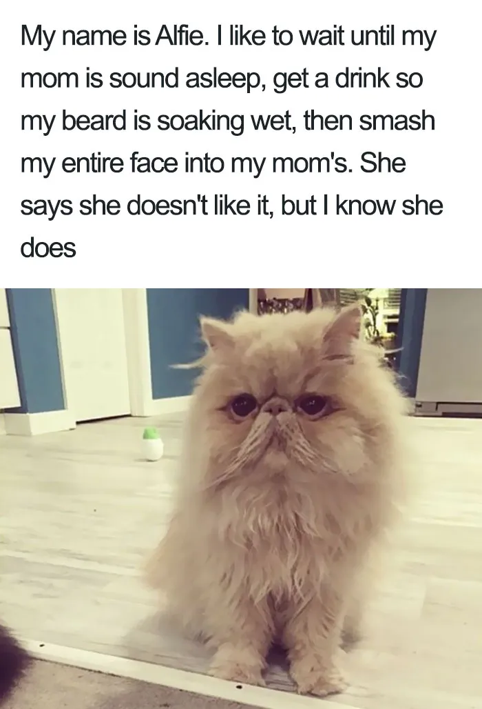 Funny-Cat-Shaming