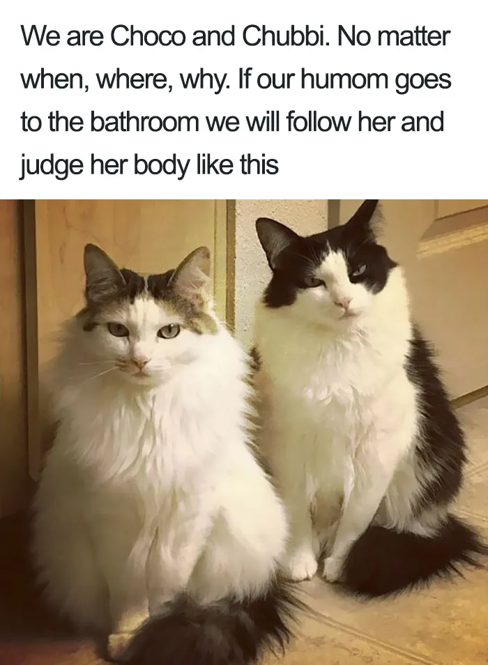 50 Times Asshole Cats Were Publicly Shamed For Their Hilariously Horrible Crimes