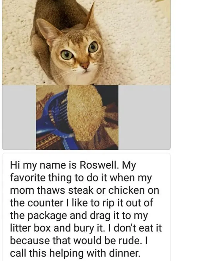 50 Times Asshole Cats Were Publicly Shamed For Their Hilariously Horrible Crimes