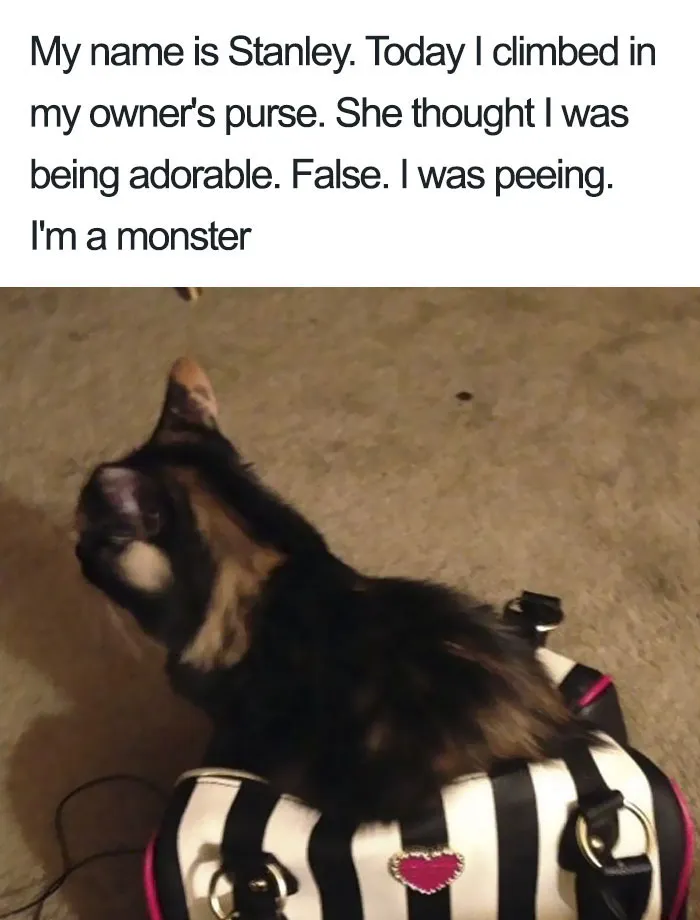 50 Times Asshole Cats Were Publicly Shamed For Their Hilariously Horrible Crimes