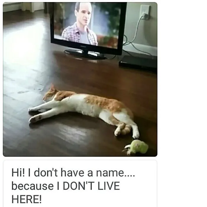 50 Times Asshole Cats Were Publicly Shamed For Their Hilariously Horrible Crimes