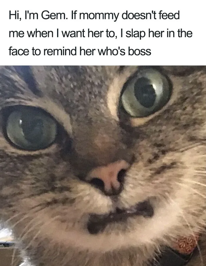 50 Times Asshole Cats Were Publicly Shamed For Their Hilariously Horrible Crimes