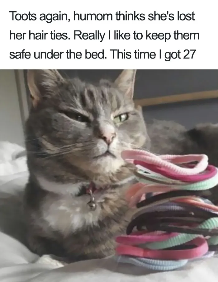 50 Times Asshole Cats Were Publicly Shamed For Their Hilariously Horrible Crimes