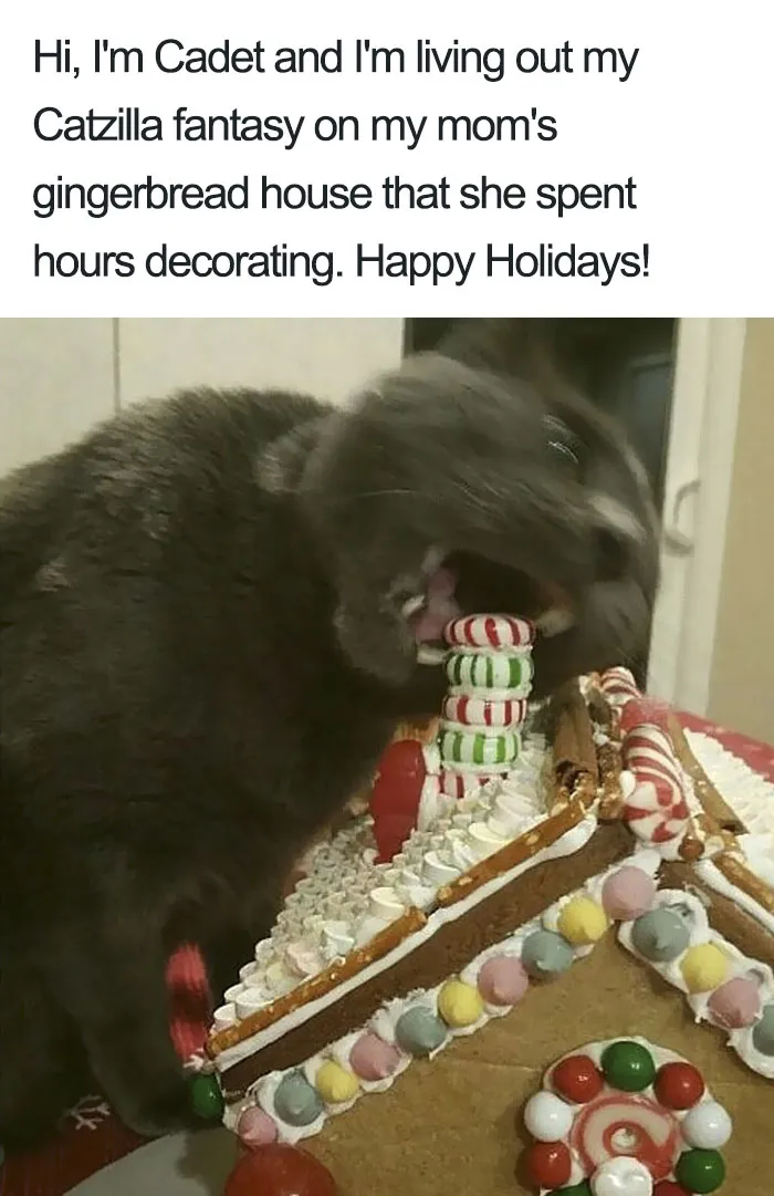50 Times Asshole Cats Were Publicly Shamed For Their Hilariously Horrible Crimes